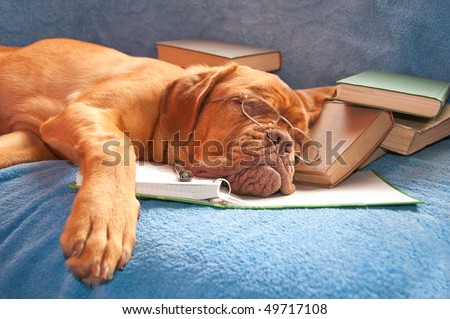 handsome /pretty dog asleep after hours of studying