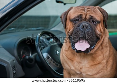 Dog Driver - Bullmastiff sitting at the driver\'s seat