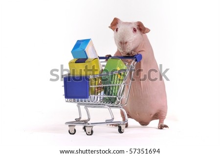 Guinea Pig has purchased some stuff in a supermarket