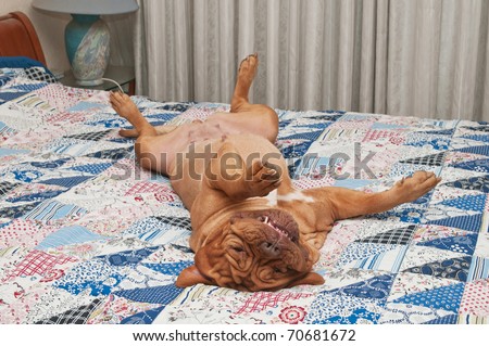 Relaxed dog lying upside-down on her back on the bed