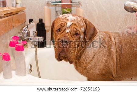 Cleaning the Dog of Dogue De Bordeax Breed in bath