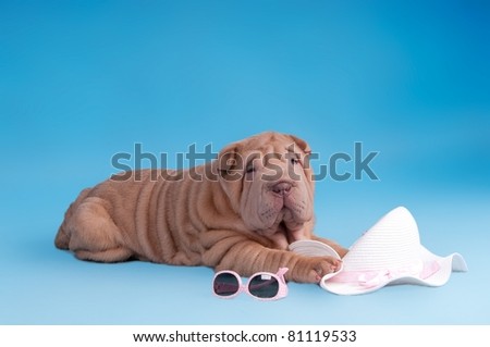 Adorable Sharpei puppy is lying next to sunglasses and summer hat
