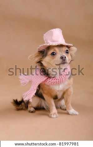 Chihuahua puppy detective dressed with pink hat and scarf