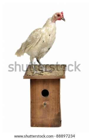 Chicken with starling house, isolated on white background