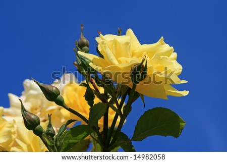 Summer garden with yellow roses, blue sky