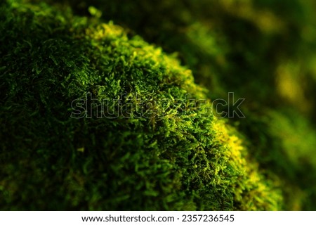 Similar – Image, Stock Photo Macro shot: grass plants