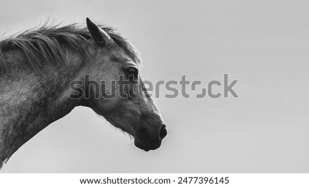 Similar – Image, Stock Photo Moment of a horse Horse