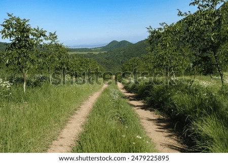 Similar – Image, Stock Photo orchard Sky Sunlight Grass