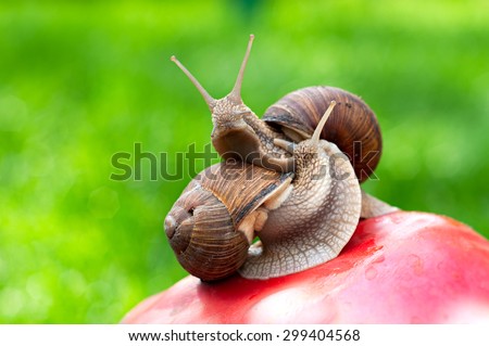 Two edible snails on the artificial mushroom in the garden, interacting with each other