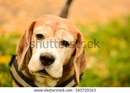 Sweet old  beagle dog in autumn
