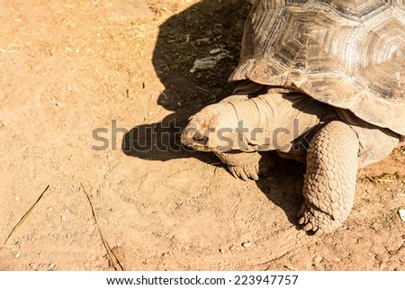 big turtle on a sandy beach