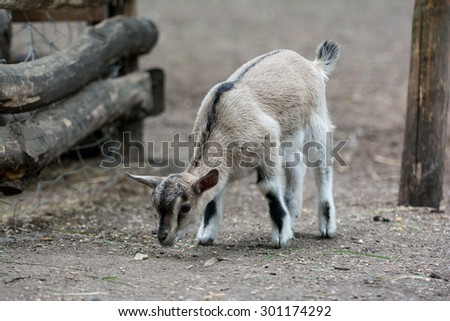 Baby goat eating near barn