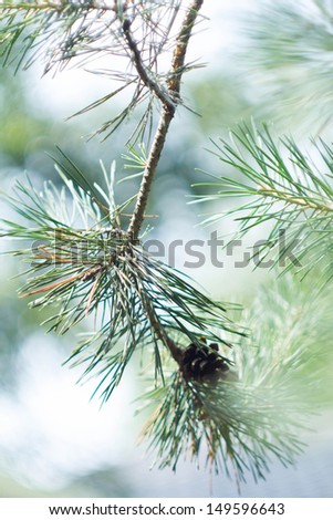 Closeup of green fir tree or pine branches with bokeh on back