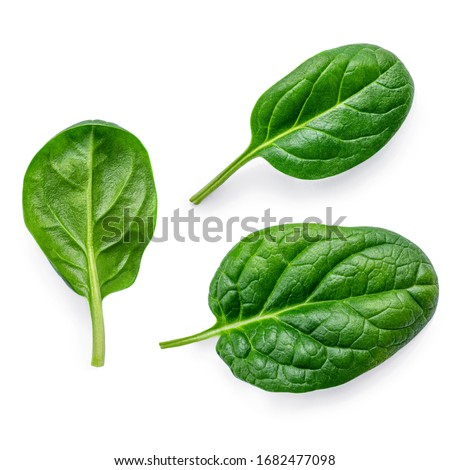 Spinach leaves  isolated on white background. Various Spinach Macro.  Top view. Flat lay.