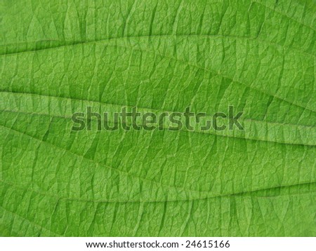 Abstraction in vivid green color
