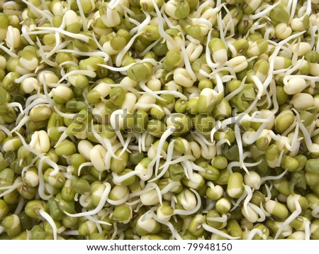 Green mung beans sprouts