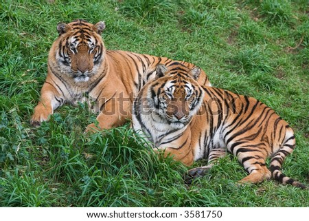 Two tigers lie down in the ground