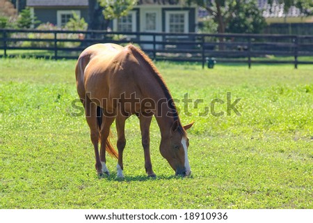 Horse feeding