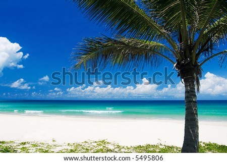 Palm tree on a tropical beach