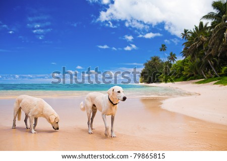 Two large dogs on a amazing deserted tropical beach