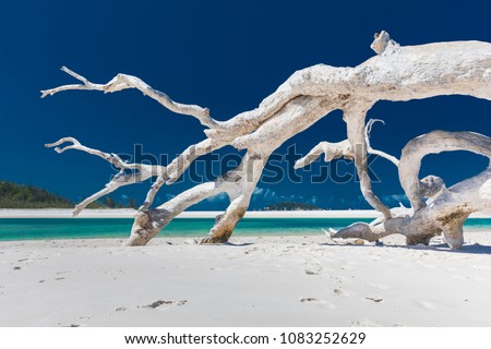 White Driftwood
