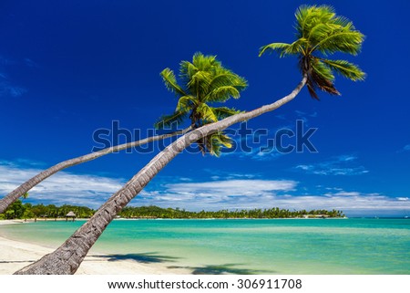 Palm trees on the beach hanging over lagoon on Fiji Islands