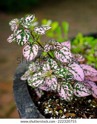 Polka Dot Plant Hypoestes.  Selective focus on leaves of a green and pink spotted plant potted in a wood barrel.