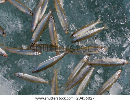 A winter fishing of a smelt. A close-up of a catch of fish on ice.