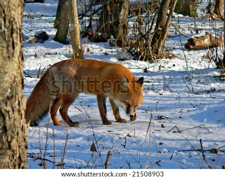 The red fox is eating a mouse.