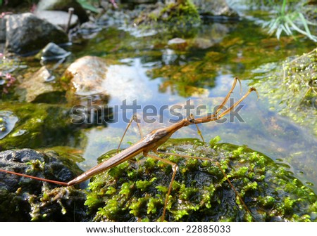 A close up of a water-scorpion on stone in water.