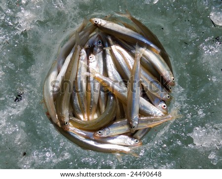A winter fishing of a smelt. A close up of a catch of fish on ice.