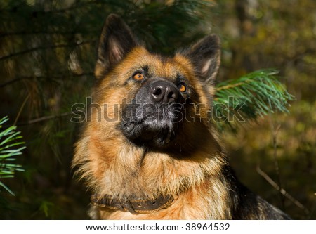 A portrait close up of the German shepherd (dog) in forest.