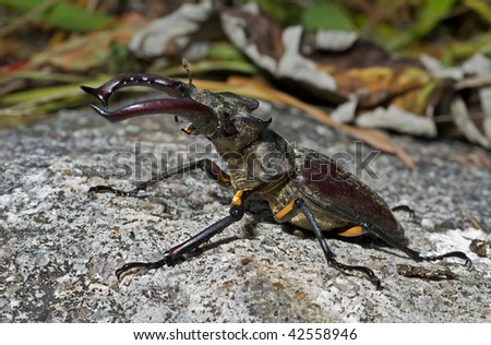 A close up of the big stag-beetle on stone. Male.