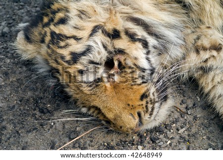 A close up of the head of young tiger, the dead from an exhaustion and colds during a cyclone.