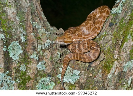 A close up of the venomous snake (Agkistrodon saxatilis) on tree.