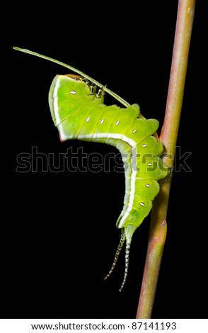 A close up of the green caterpillar (Cerura erminea). Isolated on black.