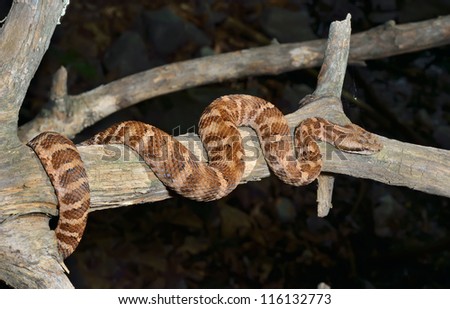A close up of the venomous snake (Agkistrodon saxatilis) on dry tree.