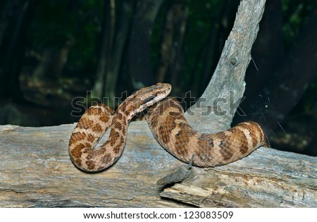 A close up of the venomous snake (Agkistrodon saxatilis) on dry tree.