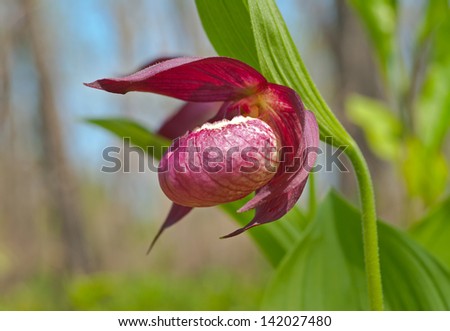 A close up of the flower of orchid lady\'s slipper.