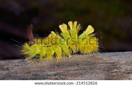 A close up of the yellow haired caterpillar on tree.