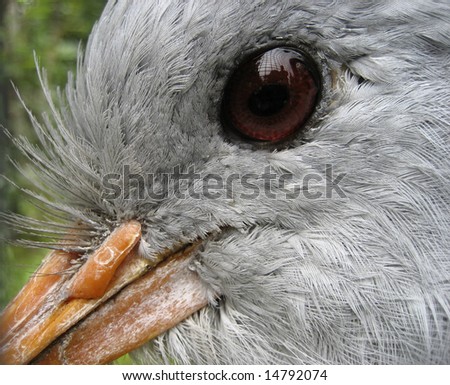 Close-up of a birds eye