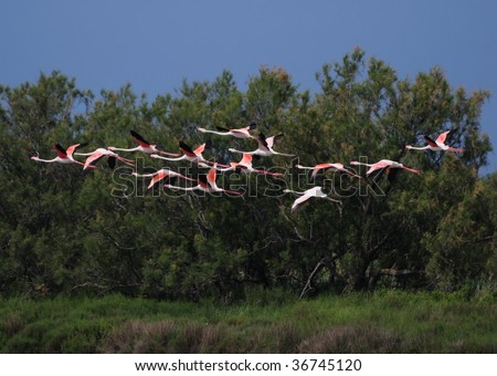 thirteen greater flamingoes (phoenicopterus roseus) in flight in front of tamarix trees