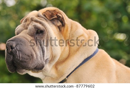 shallow dof portrait of sable horse-coat pure-bred Shar Pei dog, focus on left eye