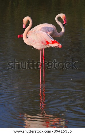 Two greater flamingos (Phoenicopterus roseus) standing single-legged in shallow water