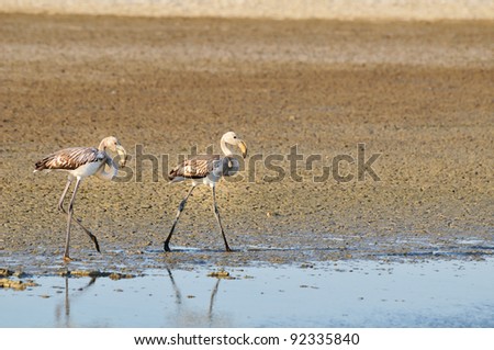 Two juvenile greater flamingos walking on the sea side