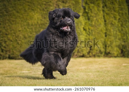 running newfoundland dog
