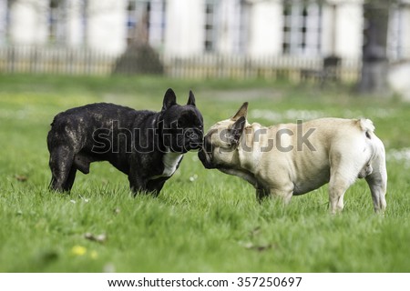 Similar – Image, Stock Photo two French bulldogs going downstairs on walk