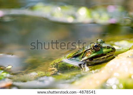 Common water frog or green frog in pond close-up - Focus on frogs eye - rest of it blur for background space
