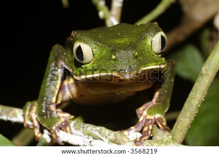 White-lined monkey frog (Phylomedusa vaillantii
