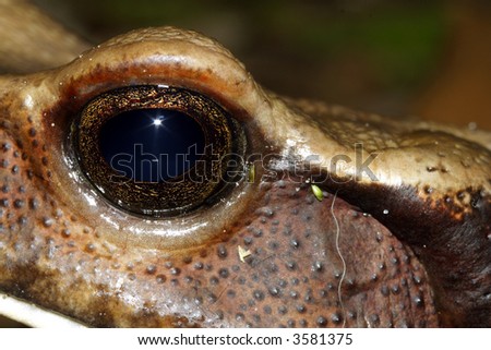 eye of Eastern smooth sided toad (Rhaebo guttatus)